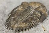 Greenops Trilobite - Arkona, Ontario #164405-5